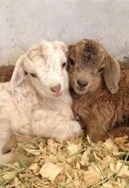 Patrulla canina en español cuento infantil completo. 37 Ideas De Cabras Bebes Cabras Bebe Cabras Animales Bebes