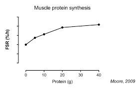 dileucin, sinteza mišićnih proteina, sportska biokemija, anabolizam, leucin vs dileucin, mTOR signalizacija, 