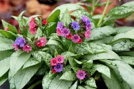 The flowers come out in early summer and continue blooming off and on through the end of summer. 15 Perennials For Shade Hgtv