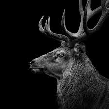 Black And White Deer Canvas Deer In Black And White Art Print By Lukas Holas In 2020 Animals Black And White Black And White Canvas White Canvas Art