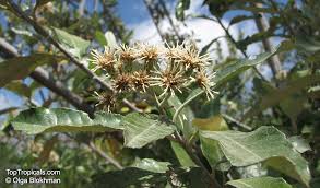 Image result for Brachylaena discolor