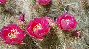 Replacing thirsty lawns, in street medians, and residential front and backyards. Guide To Blooming Prickly Pear For Gardens