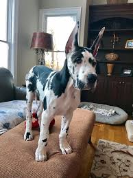 Pin By Guner Karaoglu On Otis The Harlequin Great Dane Dane Puppies Great Dane Dogs Dane Dog