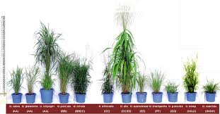 Image result for Oryza