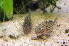 This is largely due to how the snails or snail eggs hitch rides into tanks most snails are beneficial to aquariums because they are detritivores. Freshwater Fish That Eat Snails Pethelpful