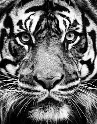 Tiger Face Black And White Google Search Tiger Wallpaper Big Cats Art Animals Black And White