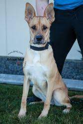 Adopt Beau On Petfinder Great Dane Dogs Dog Breeds Shepherd Mix Dog
