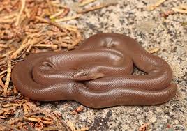 Image result for Urochloa bovonei