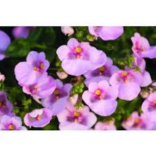 Image result for ostruhatka