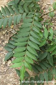 Image result for Clausena