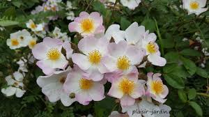 Le Rosier Smarty Rosier Belle Rose Fleurs Simples