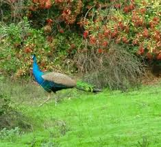 Zoo, equestrian center, park railroad, bike rentals, and a lake with paddle. Tips For Visiting Irvine Regional Park Near Disneyland With Kids