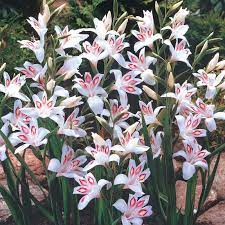 Shop Nymph Hardy Gladiolus Breck S