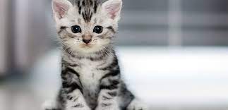 ruyada yavru kedi gormek ne anlama gelir