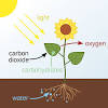 Alternative forms of photosynthesis are used by specific types of plants, called c4 and cam this process takes place inside specialized structures within the cells of green plants known as. 3