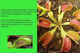 Mais si vous avez des doutes, faites attention à cet article. Les Plantes Carnivores Ppt Telecharger