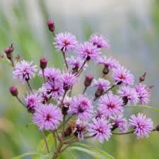Image result for Vernonia zanzibarensis