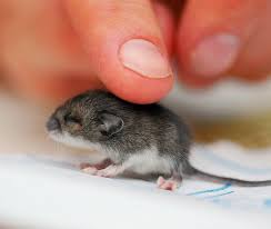 Baby Mouse Pet Mice Animals Beautiful Cute Little Animals