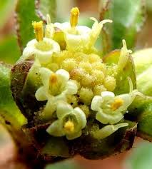 Image result for Acanthospermum australe