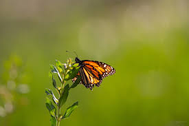 Butterfly rash occurs when a person has lupus or other autoimmune diseases. Here S The Local Butterfly That Mimics The Monarch