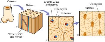 Long bones grow more than the other classes of bone throughout childhood and so are responsible for the bulk of our height as adults. Bone Anatomy Ask A Biologist