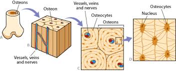 Compact bone, also known as cortical bone, is a denser material used to create much of the hard structure of the skeleton. Bone Anatomy Ask A Biologist