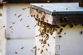 Carr and john bradford have a beautifully engineered plan for a top bar hive. Beekeeping For Beginners Step By Step