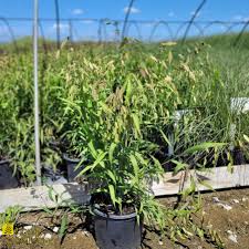 Image result for Chasmanthium latifolium