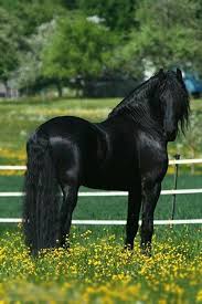 Originally formulated for horses, mane 'n tail's consumer base discovered the secret to fuller, longer & healthier hair. Black Friesian Showcasing The Breed S Long Curly Mane And Tail Horses Beautiful Horses Friesian Horse
