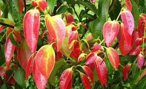 Cinnamon (Cây Quế) - GreenLife by Shamus O'Leary