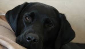 Labrador – Labradorsk retrvr - Chovatelka.cz