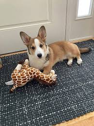 The welsh corgi is a loving and affectionate breed who will be a puppy at heart for its entire life. Corgi Of Fantasy Farms Hastings Minnesota Pembroke Welsh Corgi Breeder Corgi Puppies