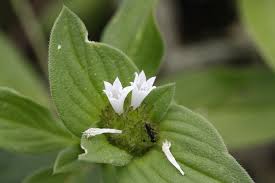 Image result for Richardia scabra