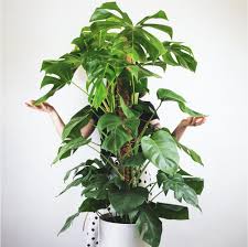 Image result for Usteria