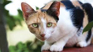 Please note that if you bring a cat in that is found to already be spayed or neutered, the grant will not pick up cost associated with the services rendered. Neighborhood Watch How Trap Neuter Release Can Help Community Cats Near You The Humane Society Of The United States