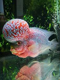 11 Inch Kml Flowerhorn His A Big Guy And Will Need A Big Tank On His Own Preferably Cool Fish Aquarium Fish Aquarium Fish Tank