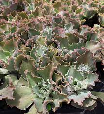 Maybe you would like to learn more about one of these? Echeveria Giant Blue Buy Online At Annie S Annuals