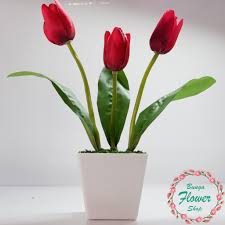 Check spelling or type a new query. Buket Bunga Tulip Merah T M 025 Termasuk Vas Pajangan Bunga Bunga Hias Bunga Artifisial Shopee Indonesia