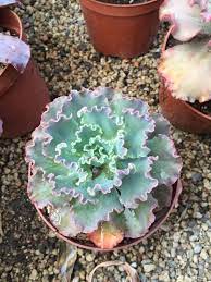 Pin On Inspiration For Our Front And Backyards