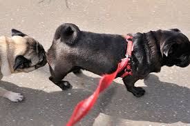Pin On Dogs Cats