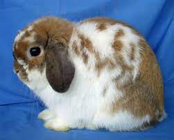 About Mini Plush Lops Ellies Rabbitry Pet Rabbit Care Cute Baby Animals Pet Rabbit