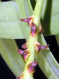 Image result for Bulbophyllum cochleatum