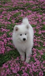 Loyal Cute Pet Dog Mobile Wallpaper Dog Cute Animals Loyalty Cute Dog Wallpaper Cute Dogs Cute Puppy Wallpaper