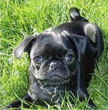 These small dogs come in a variety of colors. Boston Terrier Pug Black Chihuahua Pug Mix Pets Lovers