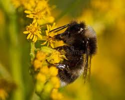 Image result for Bombus soroeensis
