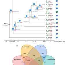 Image result for Entada phaneroneura