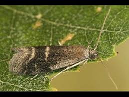 Image result for Vernonella chthonocephala