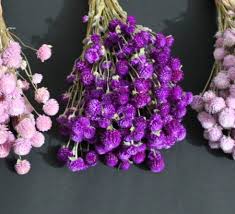 Buy dried flowers & preserved foliage at wholesale prices & direct uk delivery. Dried Flowers In Bulk Bloomybliss Online Flower Shop