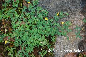 Image result for Smithia