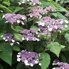 Image result for Striga aspera